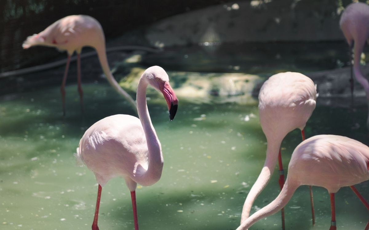 Zoo avec votre chauffeur privé